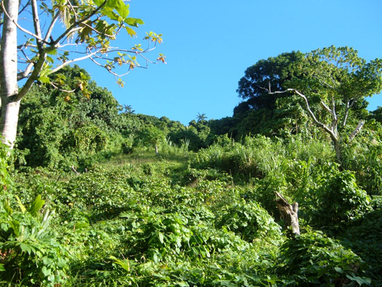 43_kava_field