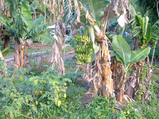 47_bananna_tree
