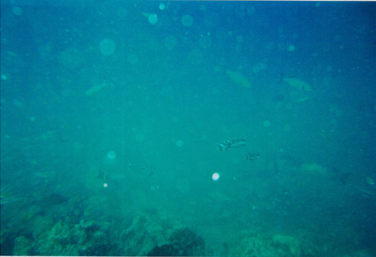 dive02-05