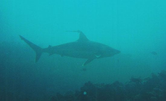 dive02-06