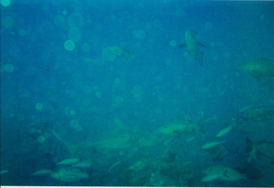 dive02-11