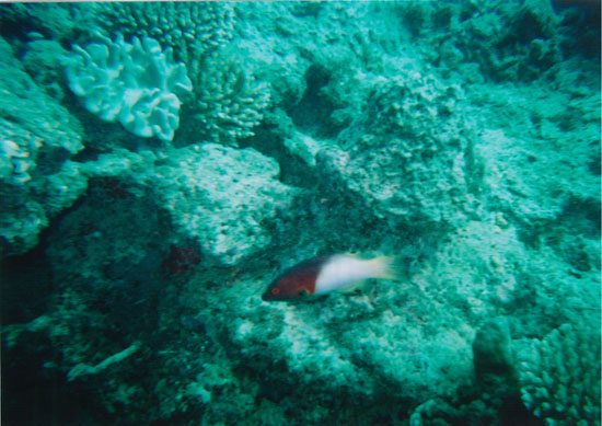 dive03-06