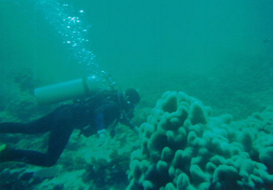 dive04-06