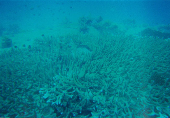 dive04-10