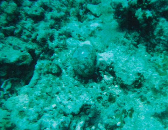 dive04-16