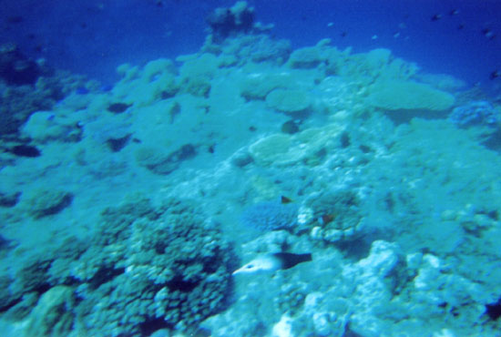 dive05-09