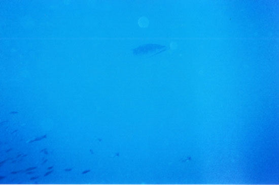 dive05-10