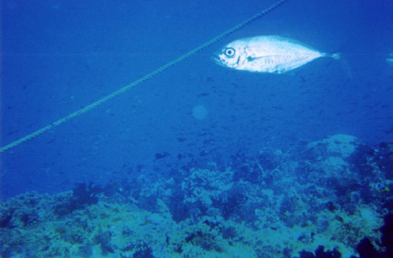 dive05-12