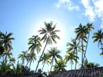 33_sun_in_palm