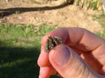 36_hermit_crab_in_hand