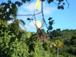 39_forest_spider