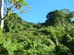 43_kava_field