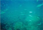 dive02-04