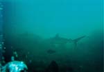 dive02-08