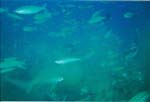 dive02-09