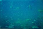 dive02-11
