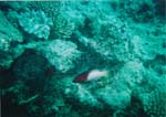 dive03-06