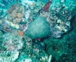 dive03-09
