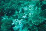 dive04-01