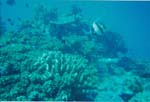 dive04-03