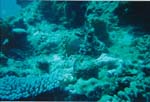 dive04-05