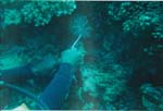 dive04-07