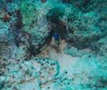 dive04-08
