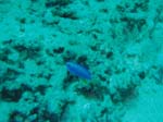 dive04-09