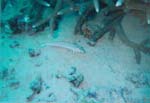 dive04-12