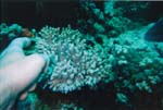 dive04-13