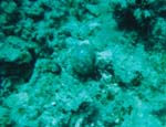 dive04-16