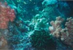 dive04-19