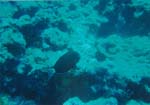 dive04-20