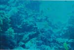 dive04-21
