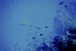 dive04-23