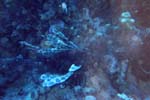 dive05-01