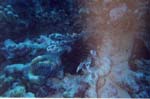 dive05-02