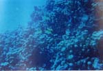 dive05-03