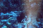 dive05-04