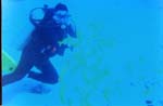 dive05-08