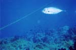 dive05-12