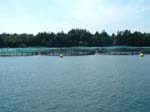 Salmon Farm Bay of Fundy