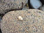 Halls Harbour beach rocks many snails